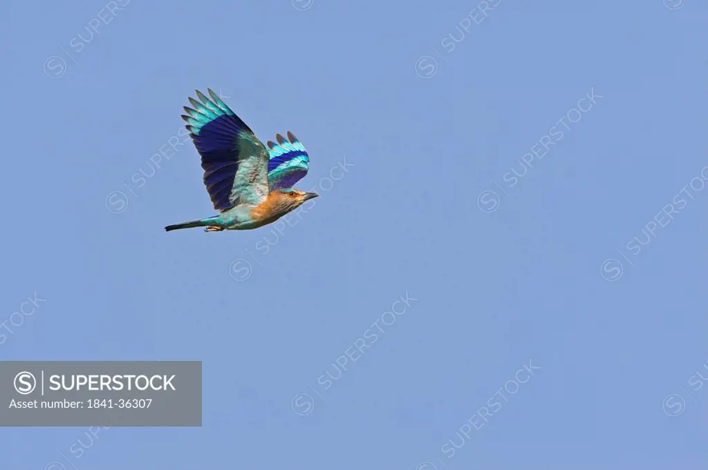 Indian Roller Coracias benghalensis flying against blue sky