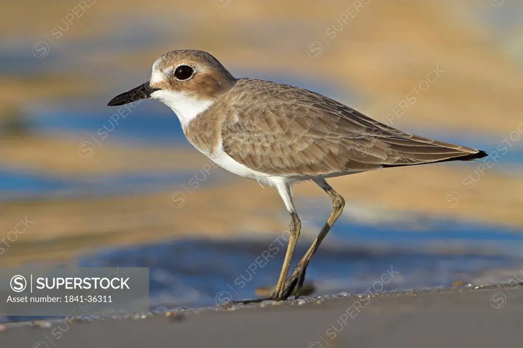 Greater Sand Plover Charadrius leschenaultii, side view