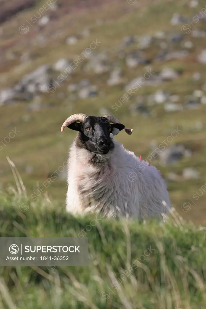 Sheep at coast, Achill Island, County Mayo, Ireland