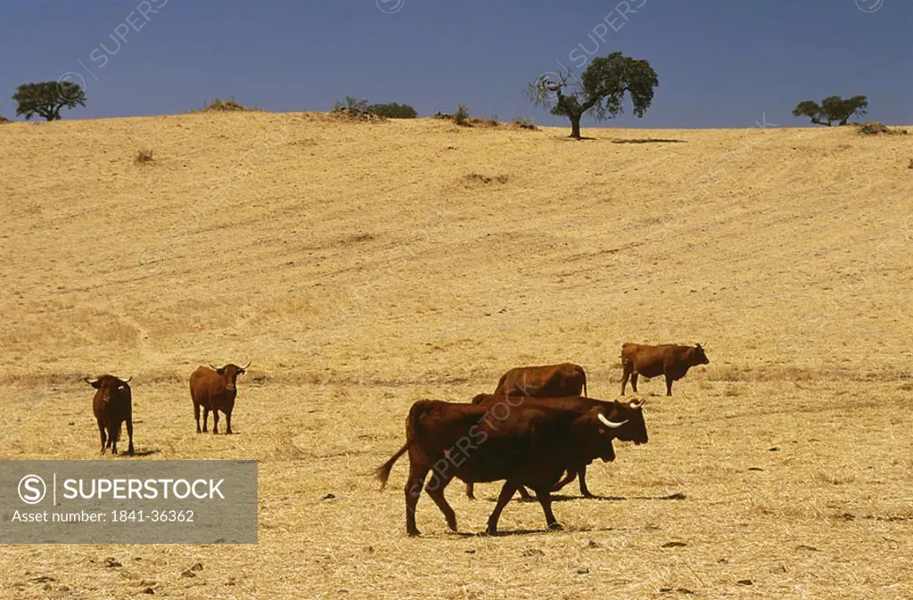 Cows in field, Alentejo, Portugal