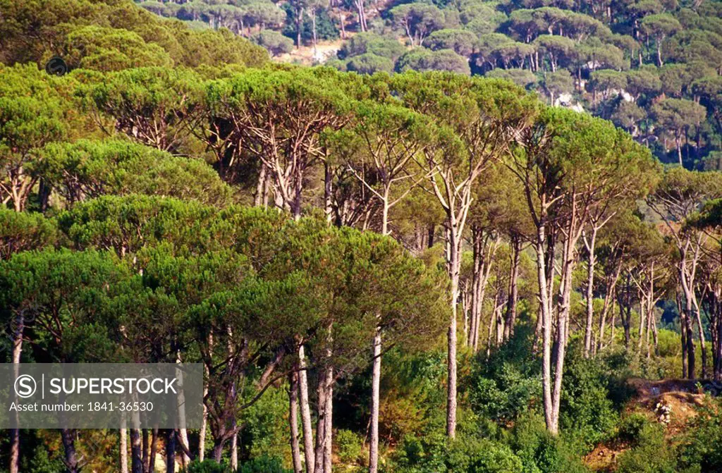 Pine trees on mountain, Mount Lebanon, Lebanon