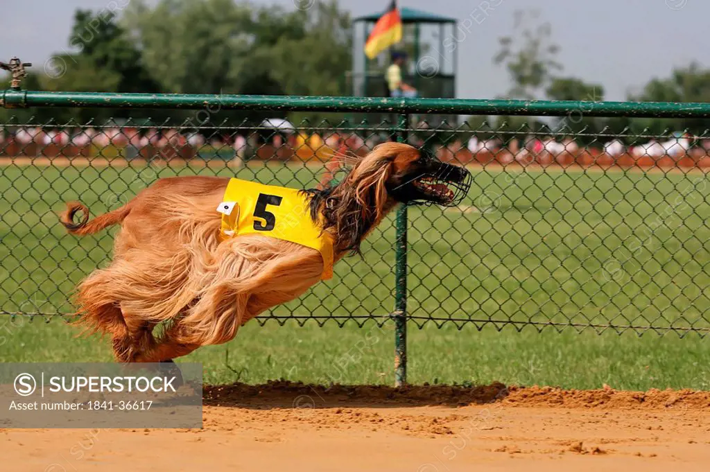 Whippet dog running on race track
