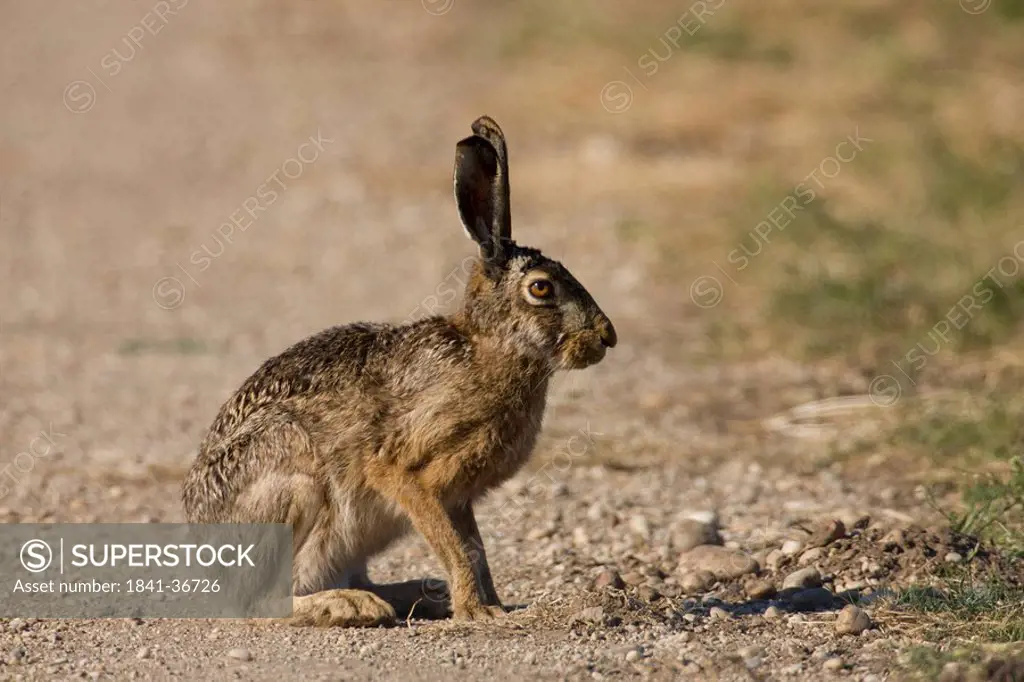 Close_up of Brown Hare Lepus capensis in field