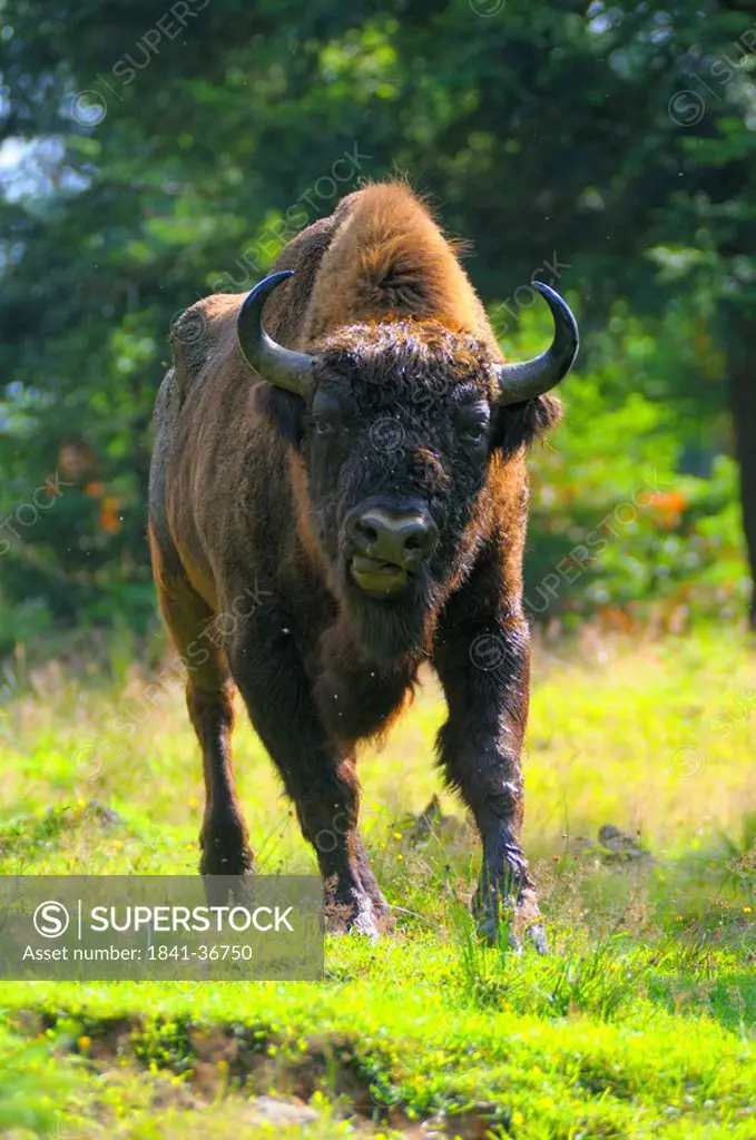 European bison Bison bonasus walking in forest, Bavarian Forest, Bavaria, Germany
