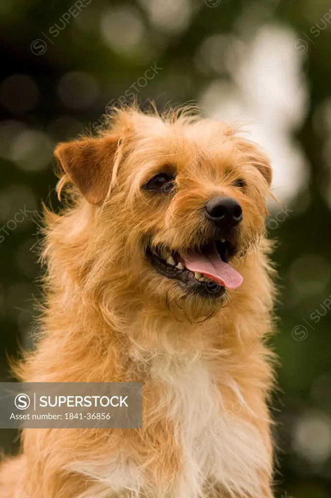Yorkshire Terrier, portrait