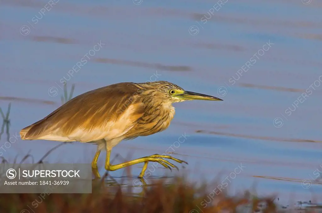 Squacco Heron Ardeola ralloides at the waterside, side view