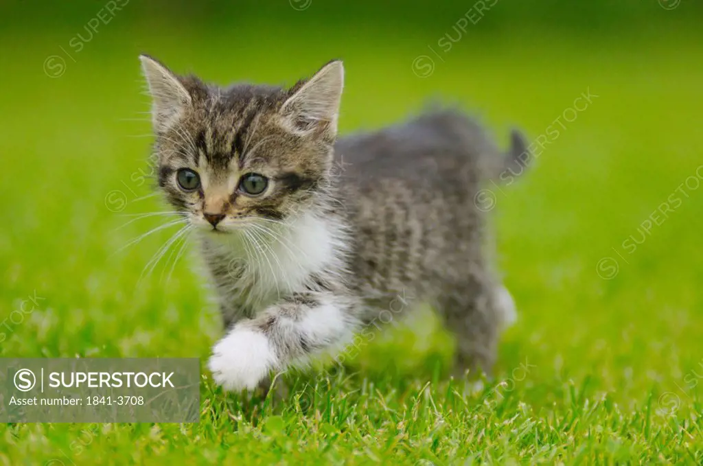 Close_up of kitten walking in field, Bavaria, Germany