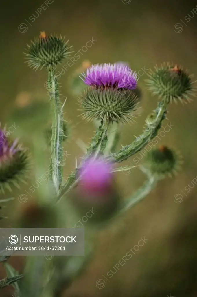 Close_up of blooming flowers of Alpine Thistle