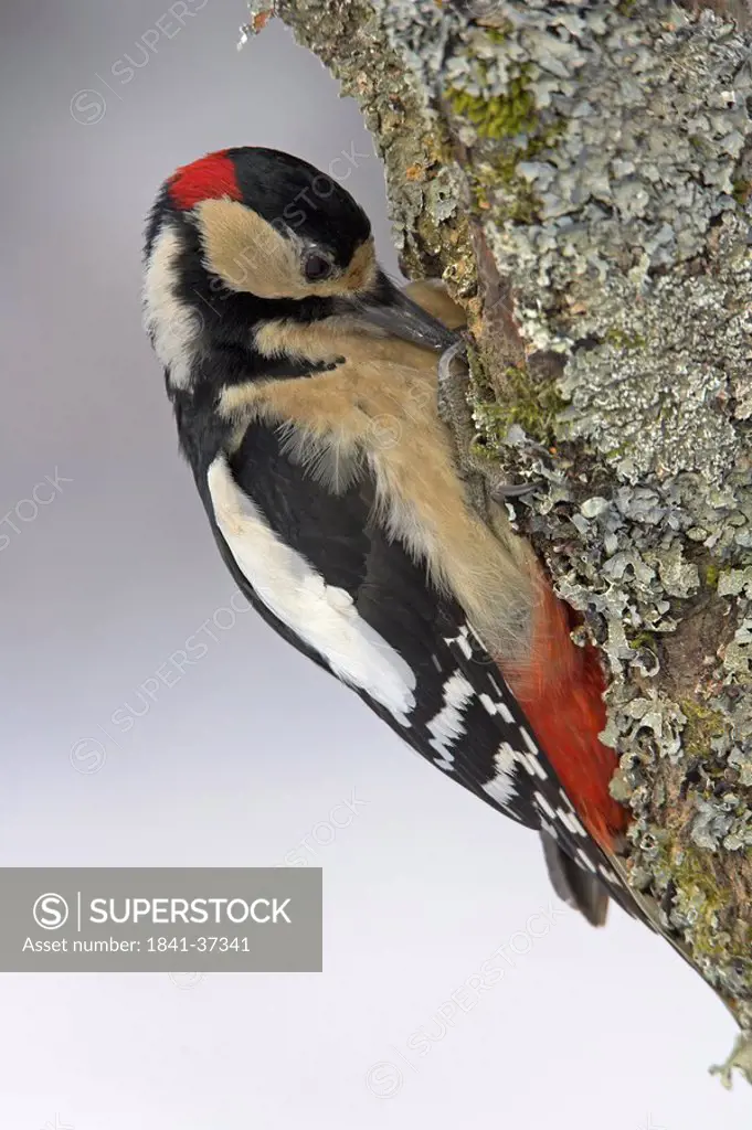 Close_up of Great Spotted Woodpecker Dendrocopos major perching on branch