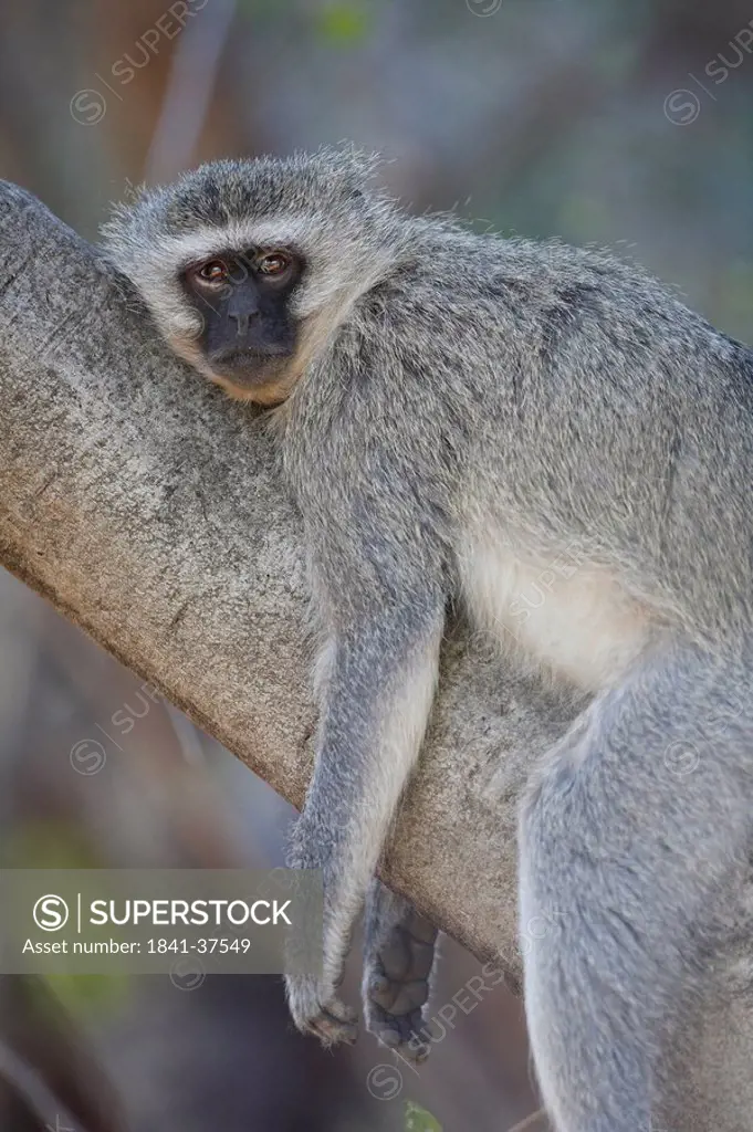 Green monkey, Cercopithecus aethiops, lying on branch, Pilanesberg Game Reserve, North West, South Africa, Africa
