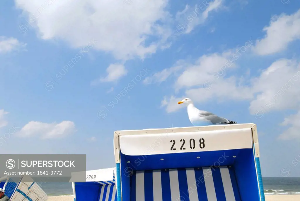 Sea gull on a beach chair, Sylt, Germany