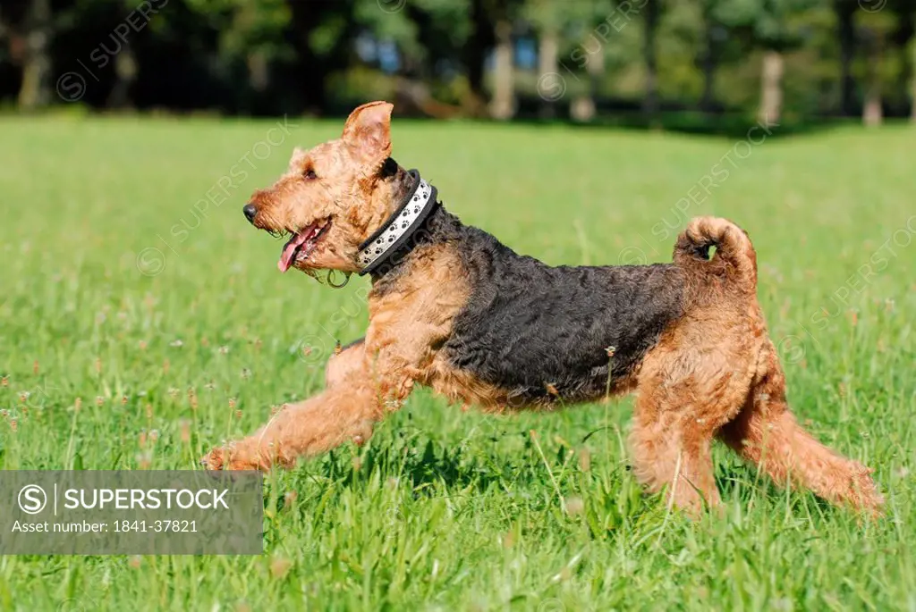 Airedale Terrier running in field