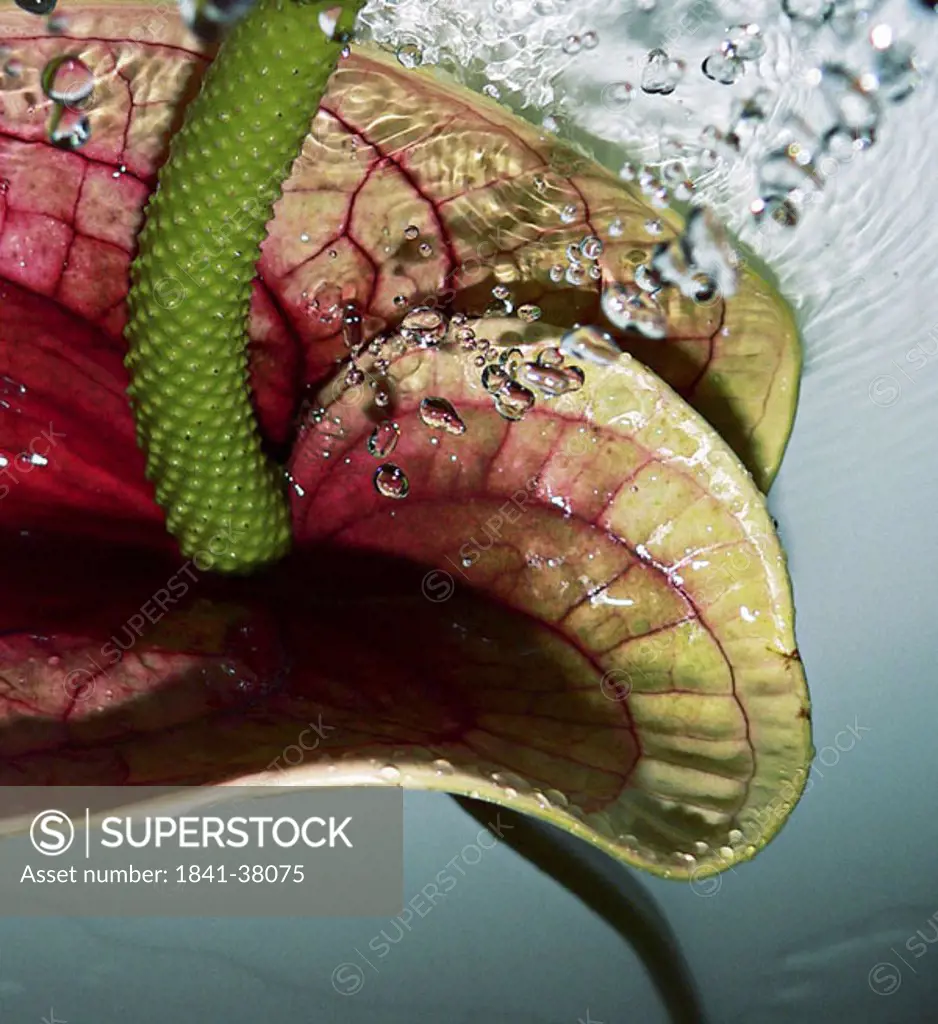 Close_up of Flamingo flower in water
