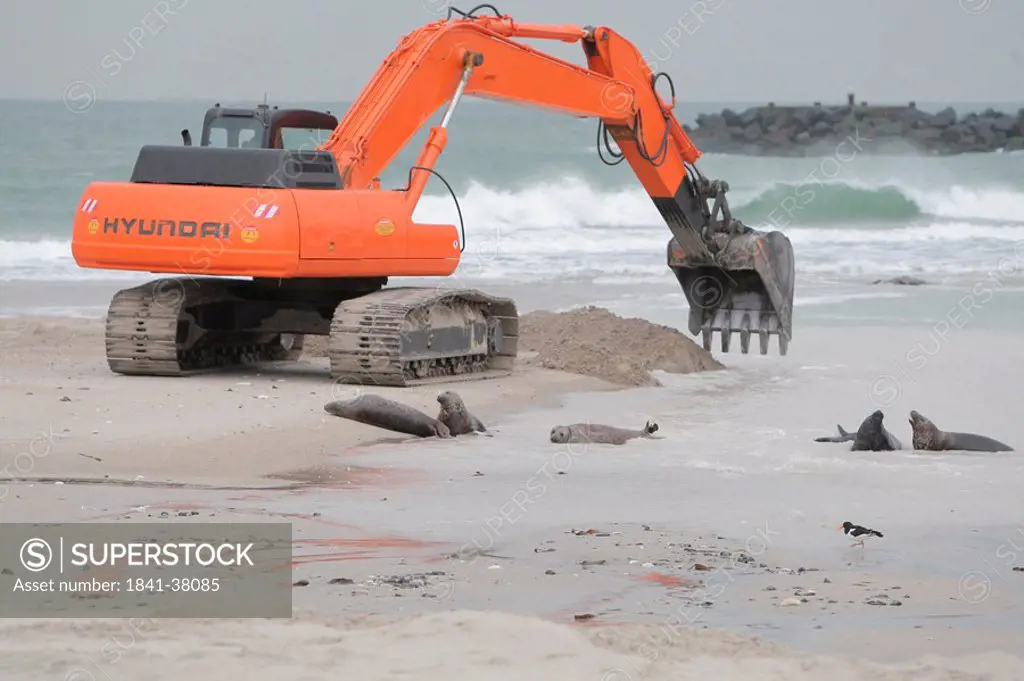 Seals at beach, Helgoland, Germany