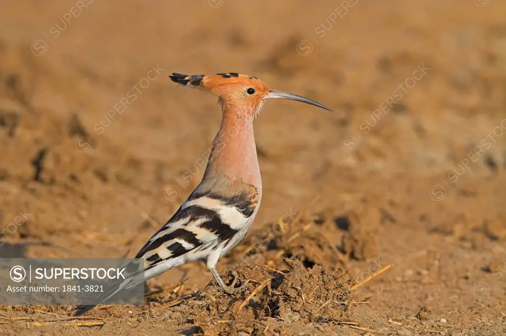 Hoopoe Upupo epops on the ground, side view
