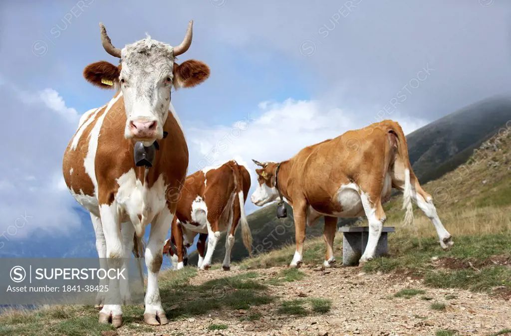 Three cows on mountain, Tessin Canton, Switzerland