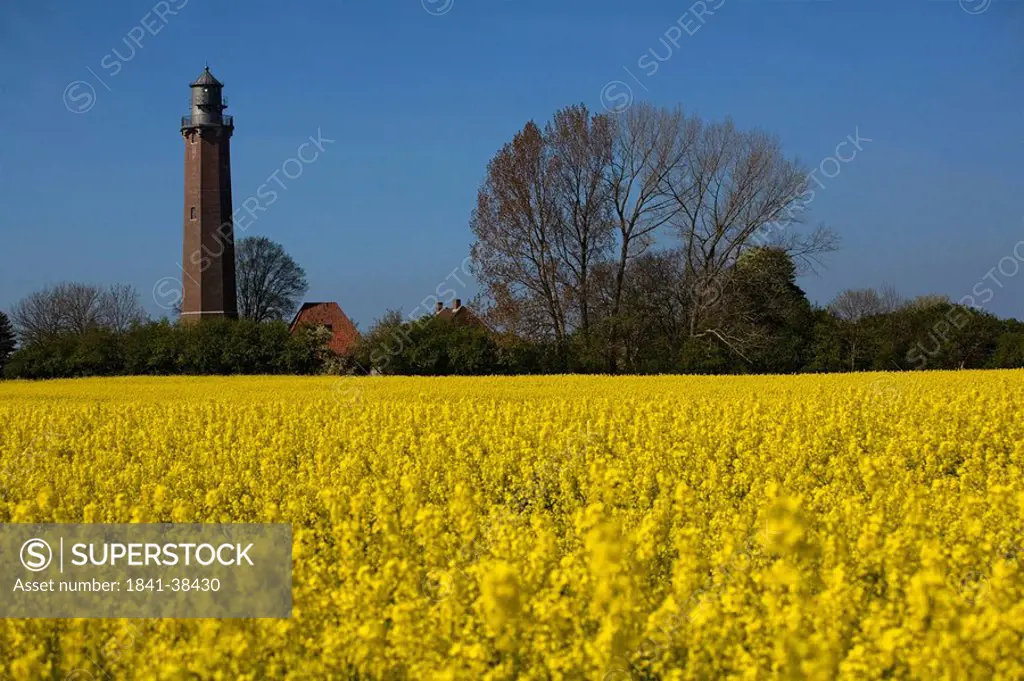 Oilseed rape field with lighthouse in background, Luebeck, Schleswig_Holstein, Germany