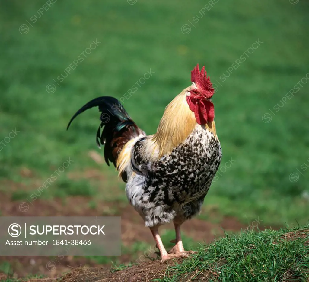 Rooster standing in field
