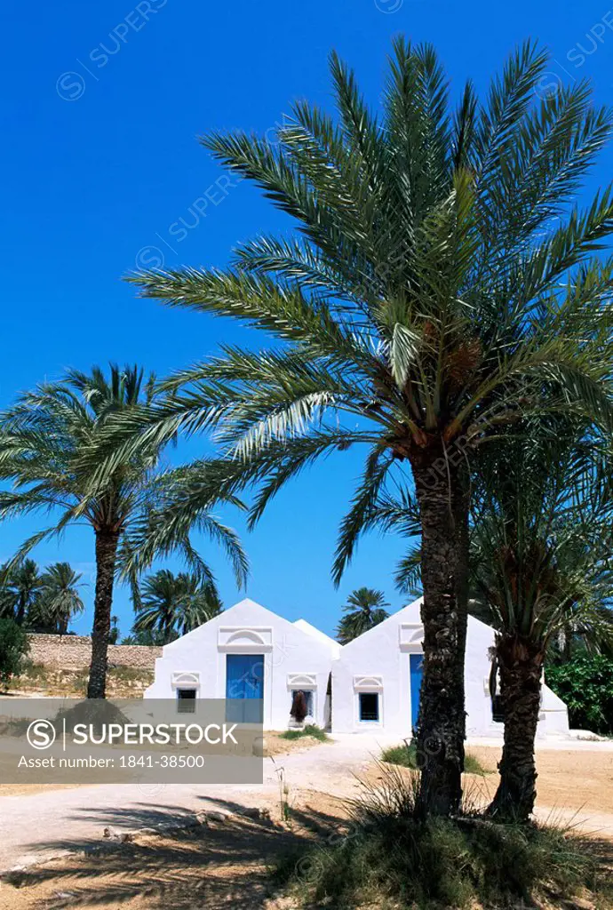 Date palm trees in front of houses, Menzel Bourguiba, Djerba, Tunisia