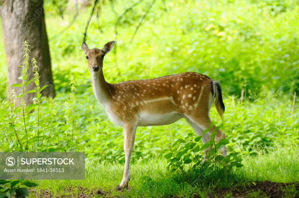 Fallow deer Cervus dama buck in forest