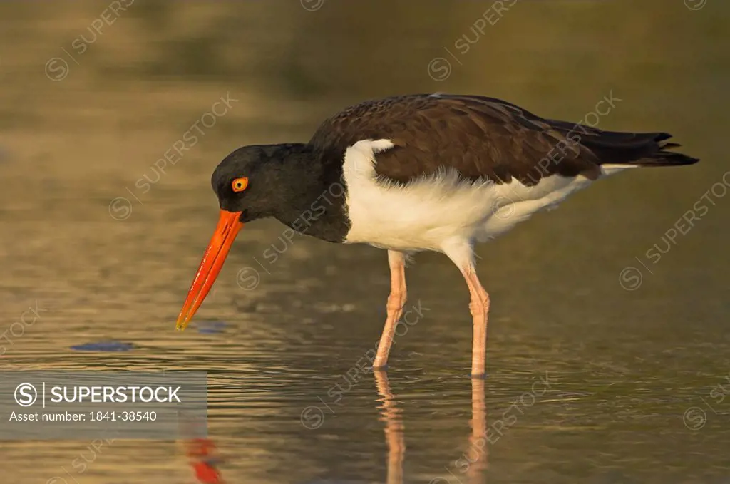 Close_up of American Oystercatcher Haematopus palliatus foraging in water