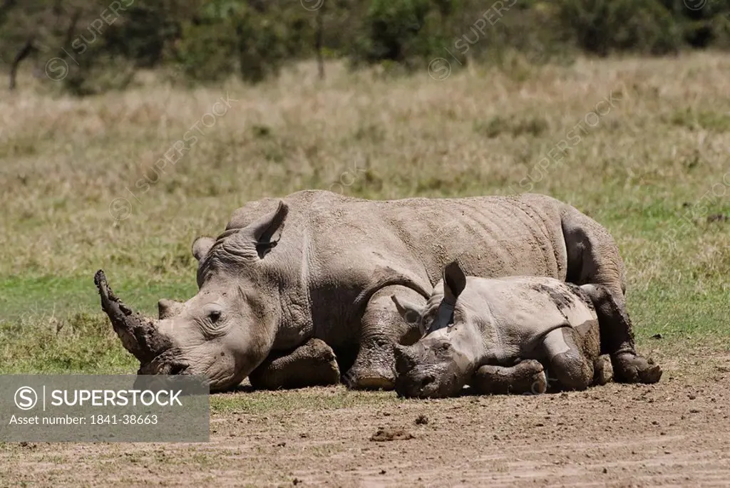 Wide_mouthed rhinoceros Ceratotherium simum, Kenya, Africa