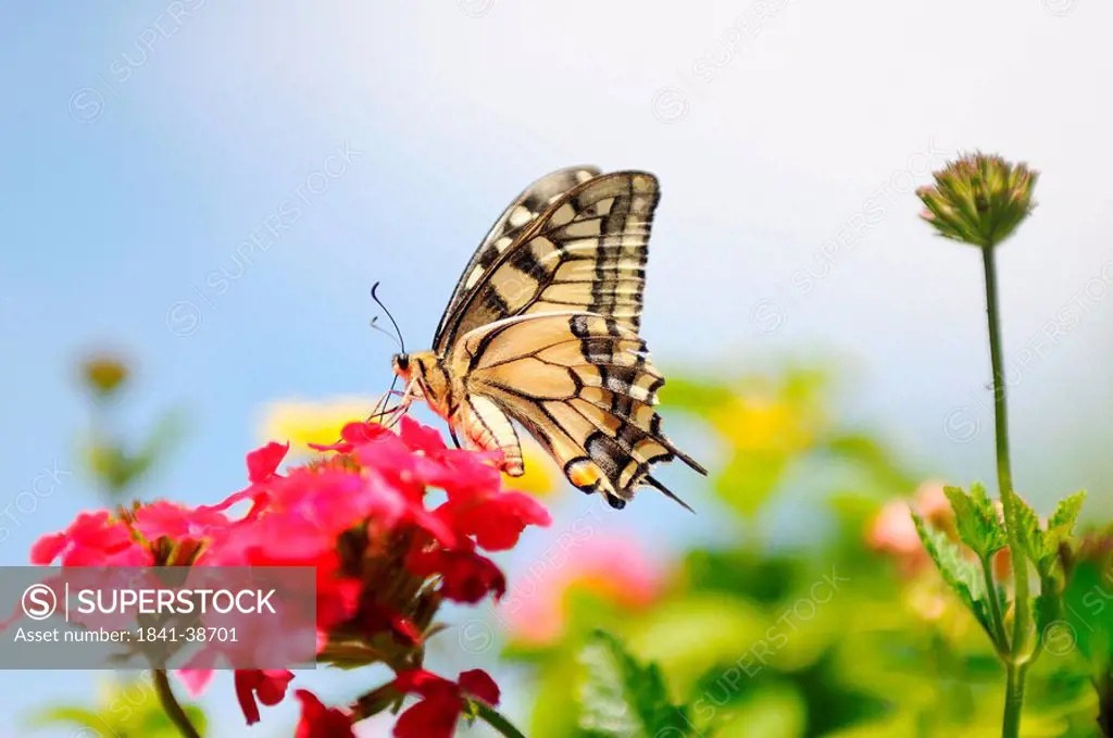 Swallowtail Papilio machaon on blossom, Franconia, Germany, side view