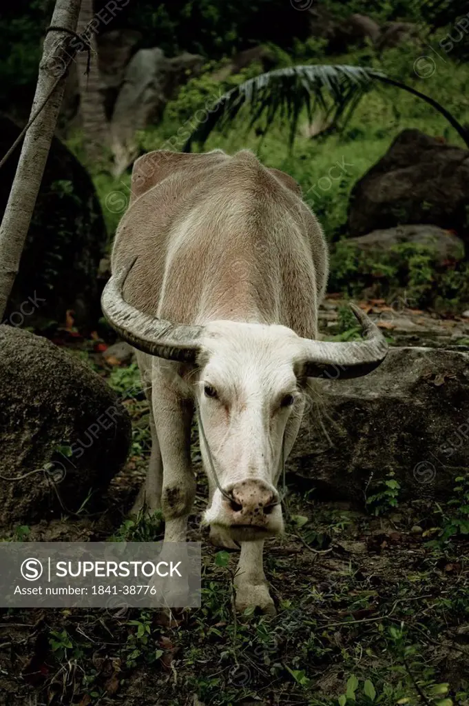 Buffalo in a forest, Ko Tao, Thailand