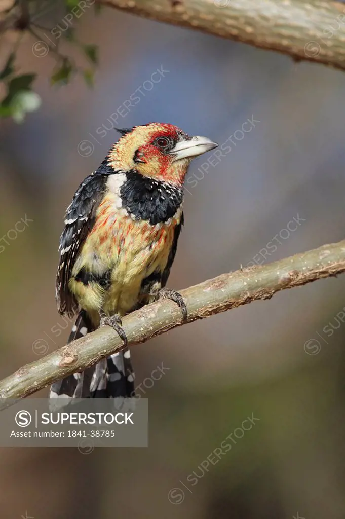 Crested barbet, Trachyphonus vaillantii, sitting on branch, Pilanes Game Reserve, North West, South Africa, Africa