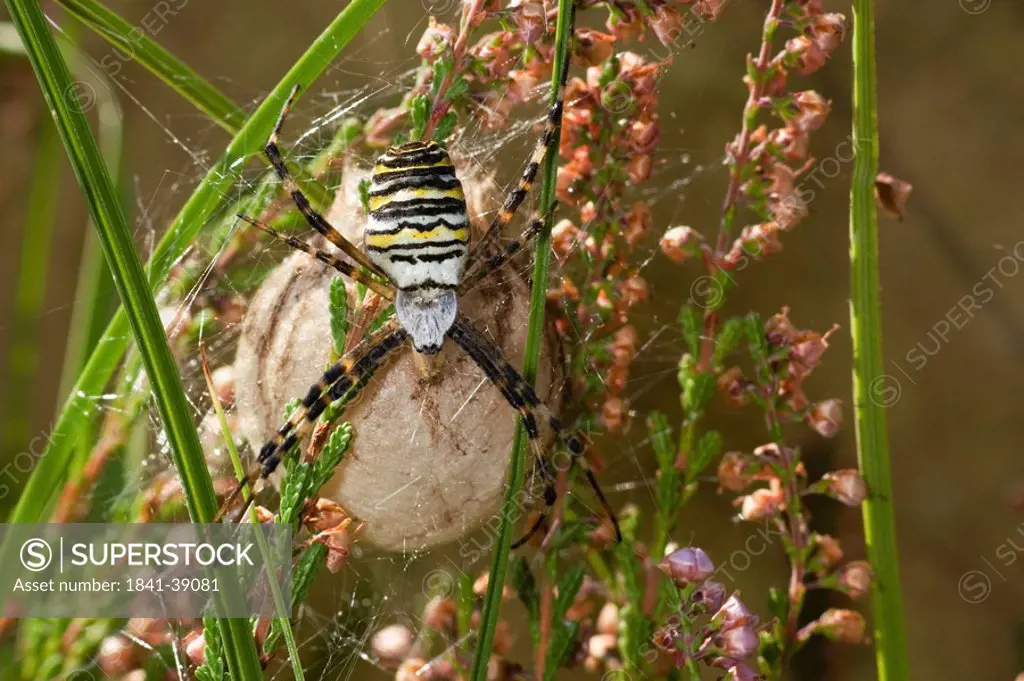 Close_up of Wasp Spider Argiope Bruennichii on blade of grass, Schleswig_Holstein, Germany