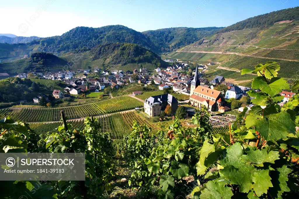 Vineyard with houses in background, Mayschoss, Ahrweiler, Eifel, Rhineland_Palatinate, Germany