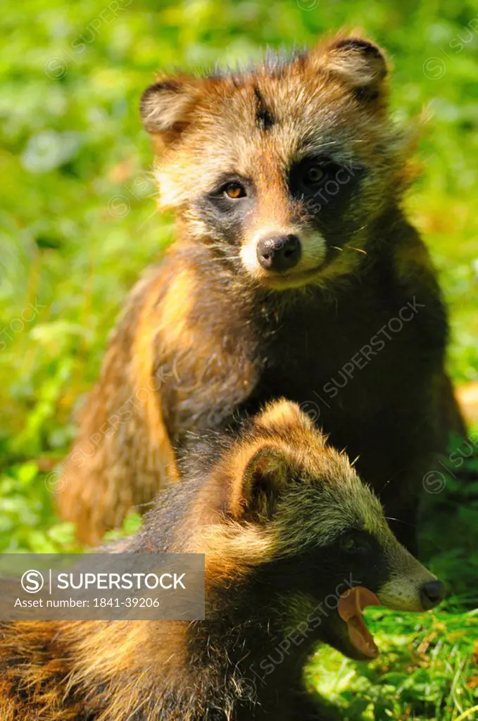 Two Raccoon dogs Nyctereutes procyonoides in field