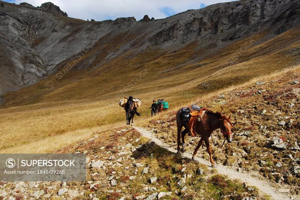 Horses walking on trail with people in background, La Garita Mountains, Gunnison National Forest, Colorado, USA