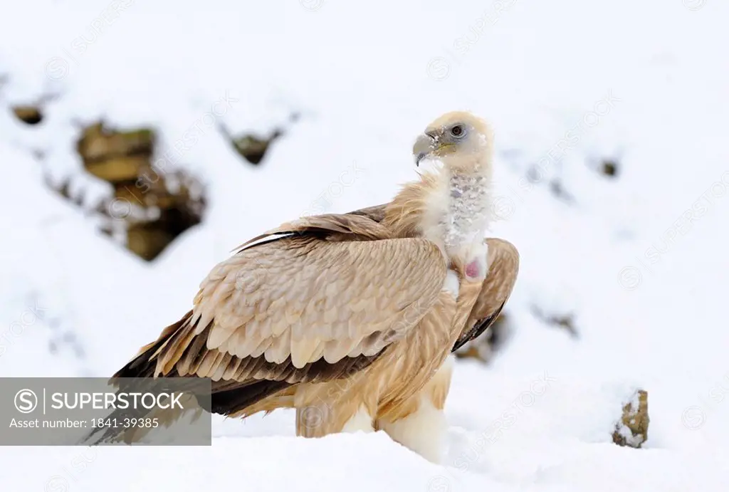 Griffon vulture Gyps fulvus in the snow, Bavaria, Germany