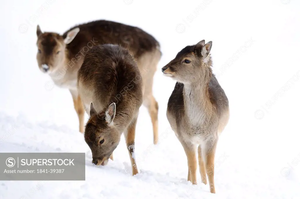 Fallow deers Ovis orientalis musimon in the snow, Bavaria, Germany