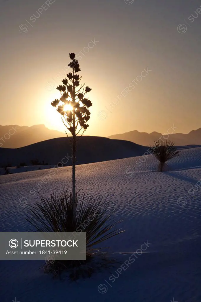 Soaptree yucca Yucca elata at sunset, White Sands National Monument, New Mexico, USA
