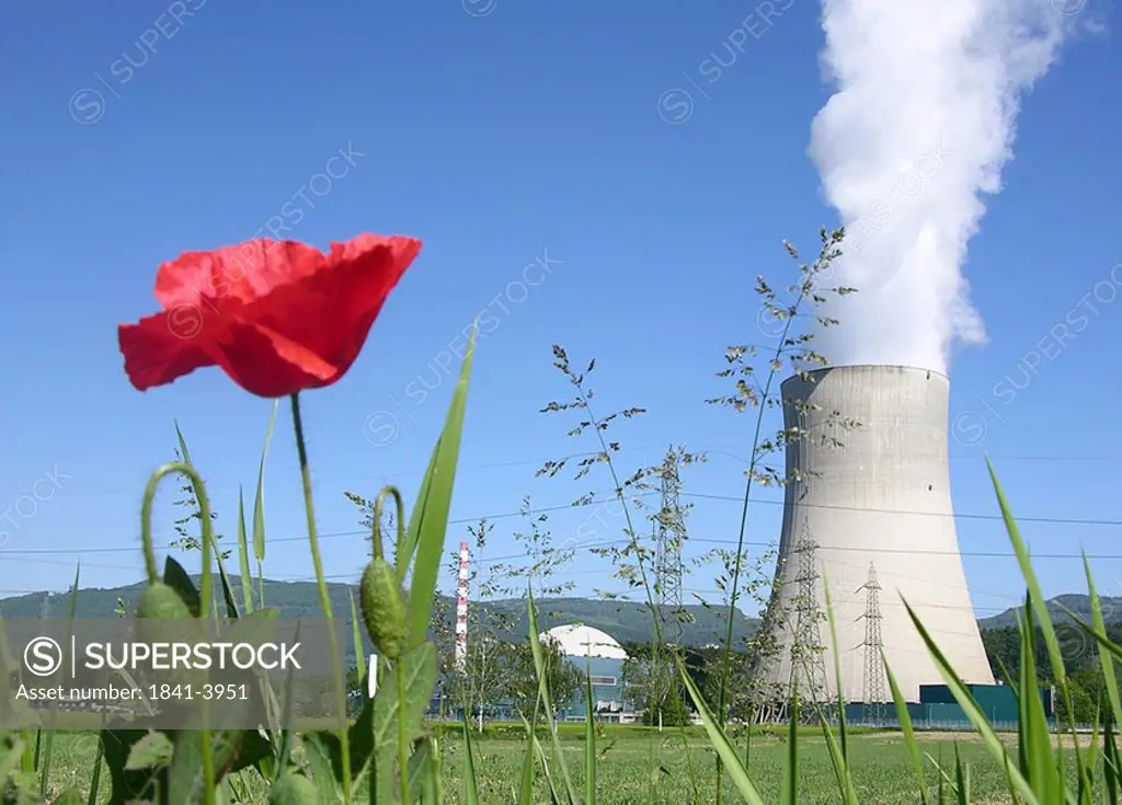 Poppy plant in front of nuclear reactor, Goesgen Nuclear Power Plant, Daniken, Solothurn, Switzerland