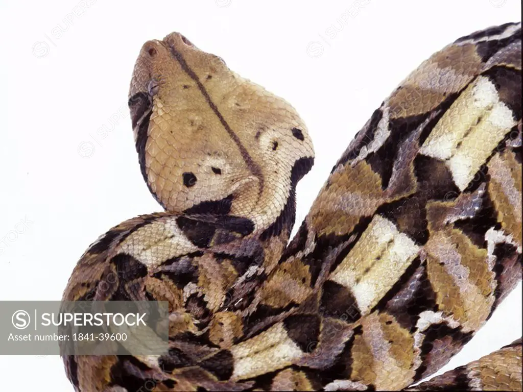 Close_up of gaboon viper on white background