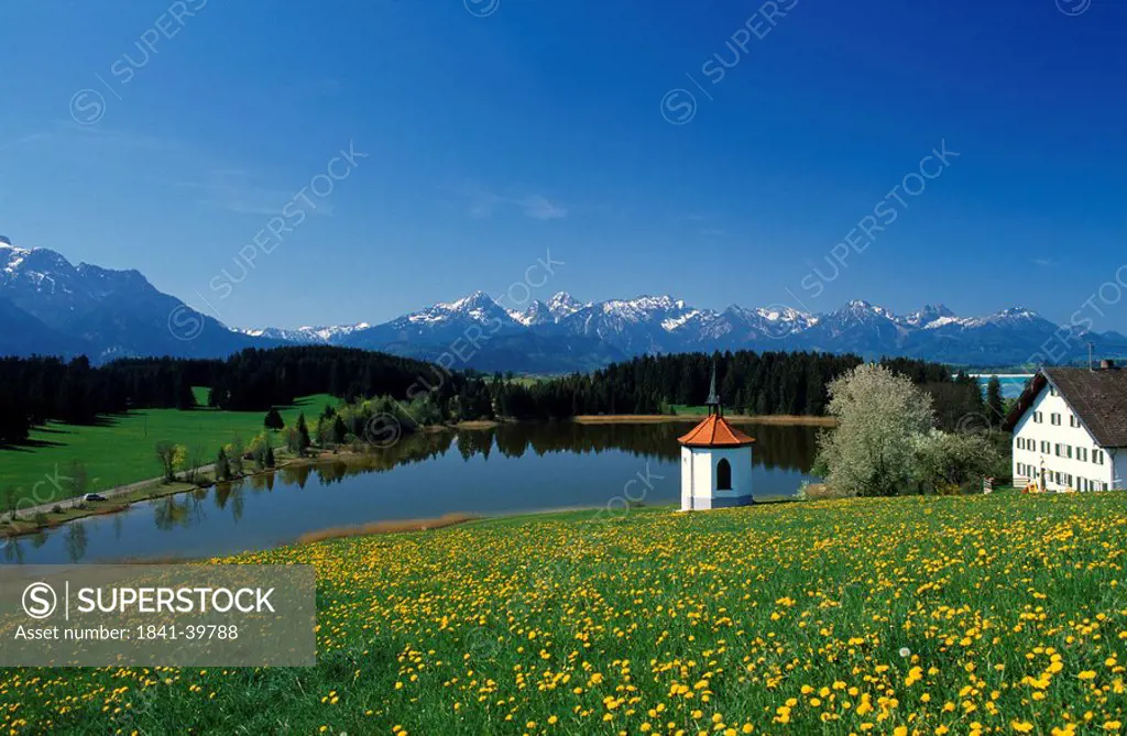 Dandelion flowers with chapel at lakeside, Lake Hegratsrieder, Allgau, Bavaria, Germany