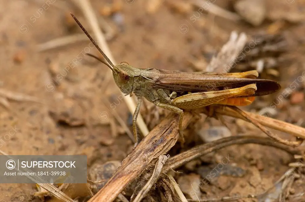 Grasshopper, side view