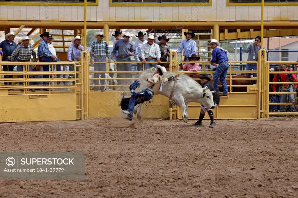 Cowboy falling off bucking bull, Arizona, USA