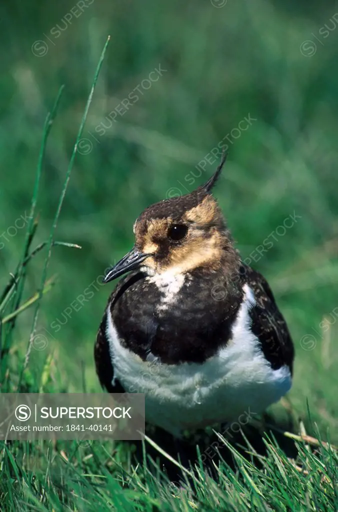 Close_up of Northern lapwing Vanellus vanellus bird in field