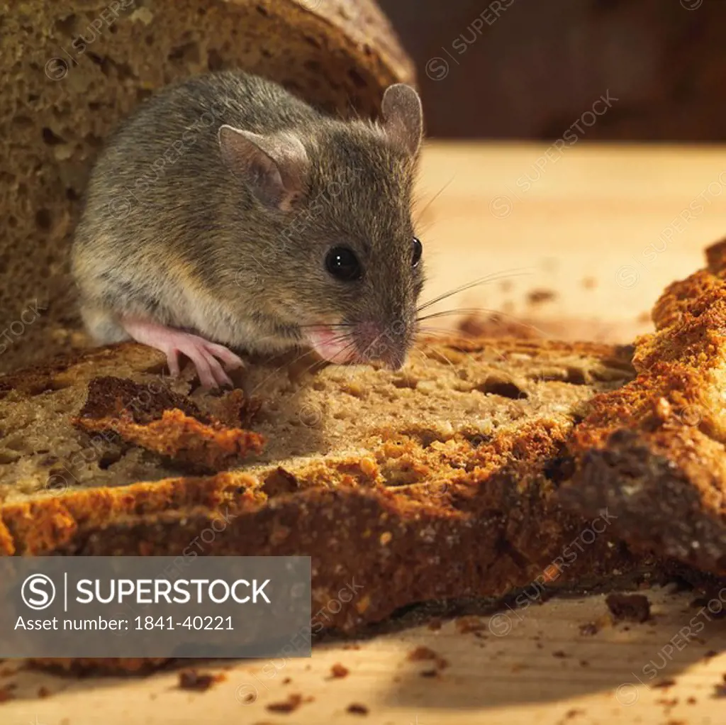 Close_up of mouse eating bread