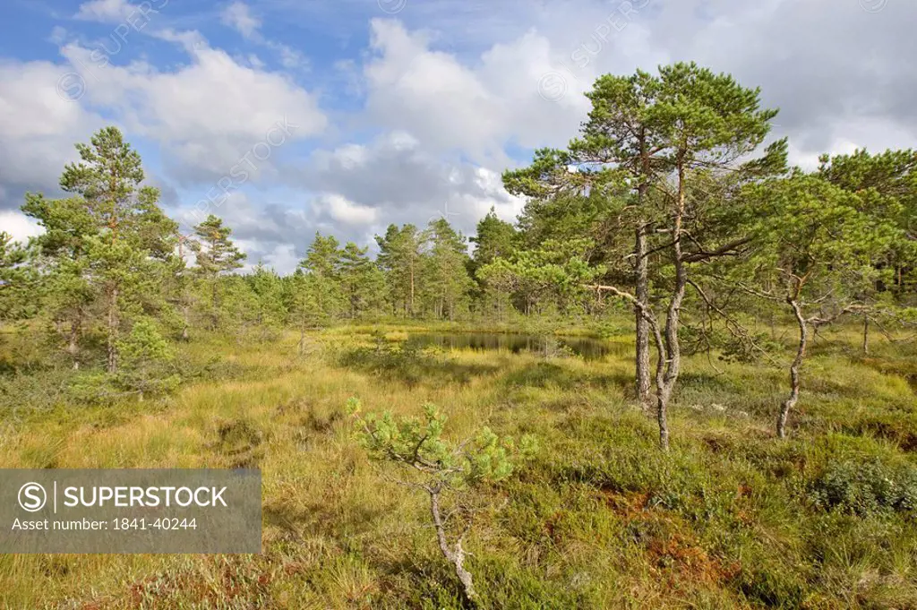 Coniferous trees in forest, Sweden