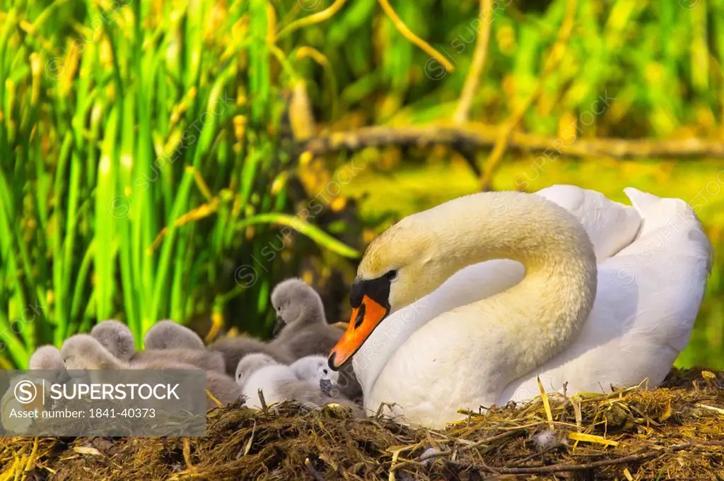Close_up of Mute swan Cygnus olor with its cygnets in nest