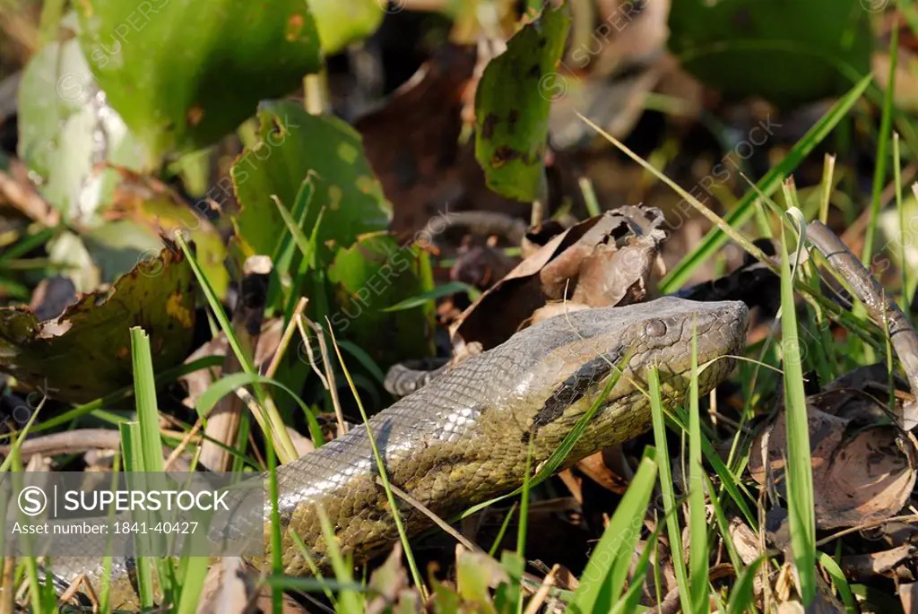 Close_up of anaconda in field