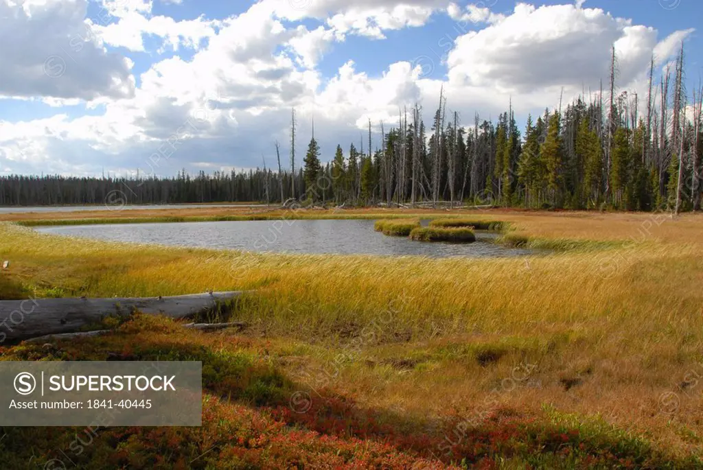 Lake in forest, Yellowstone National Park, Wyoming, USA