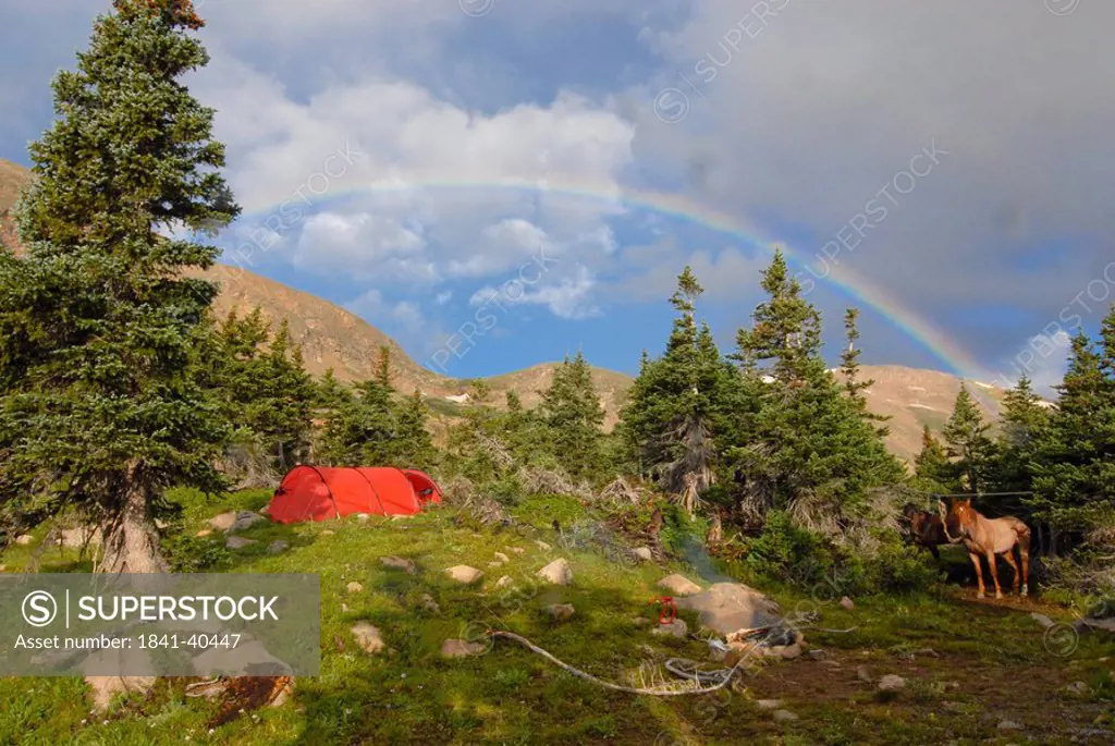 Camping tent in field, Bill Moore Lake, Arapaho National Forest, Colorado, USA