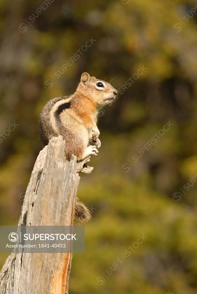 Close_up of squirrel sitting on wooden log, Rocky Mountain National Park, Colorado, USA
