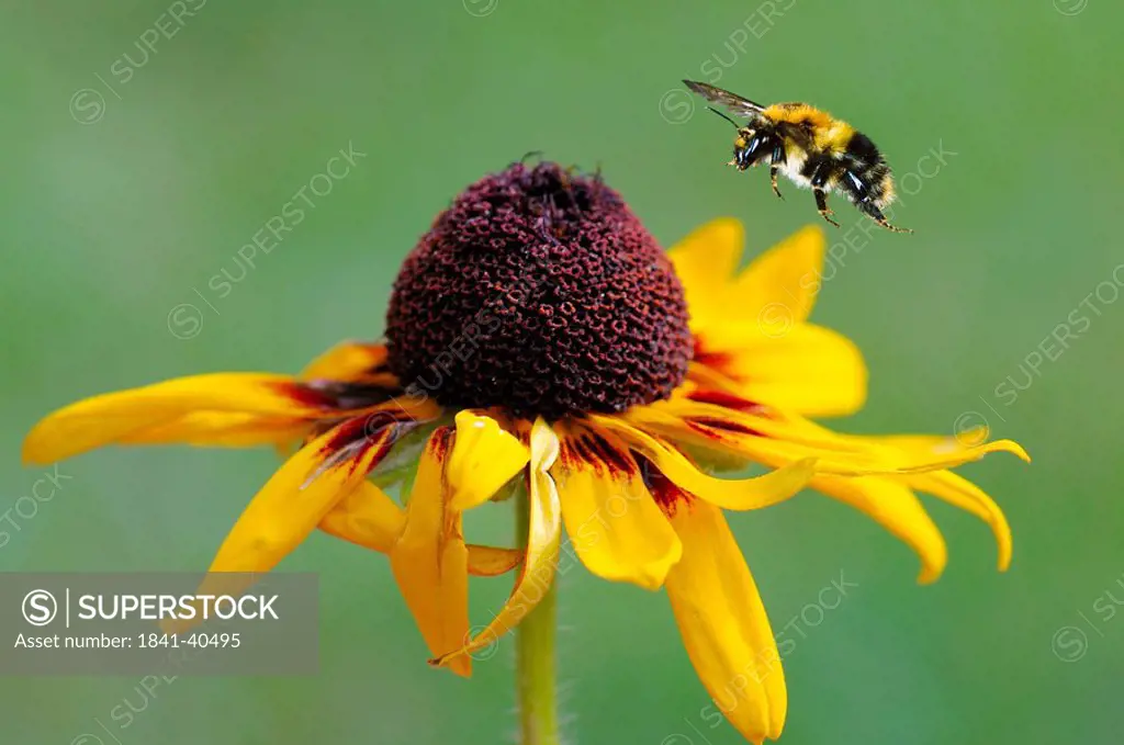 early bumblebee Bombus pratorum flying to a black eyed susan, close_up